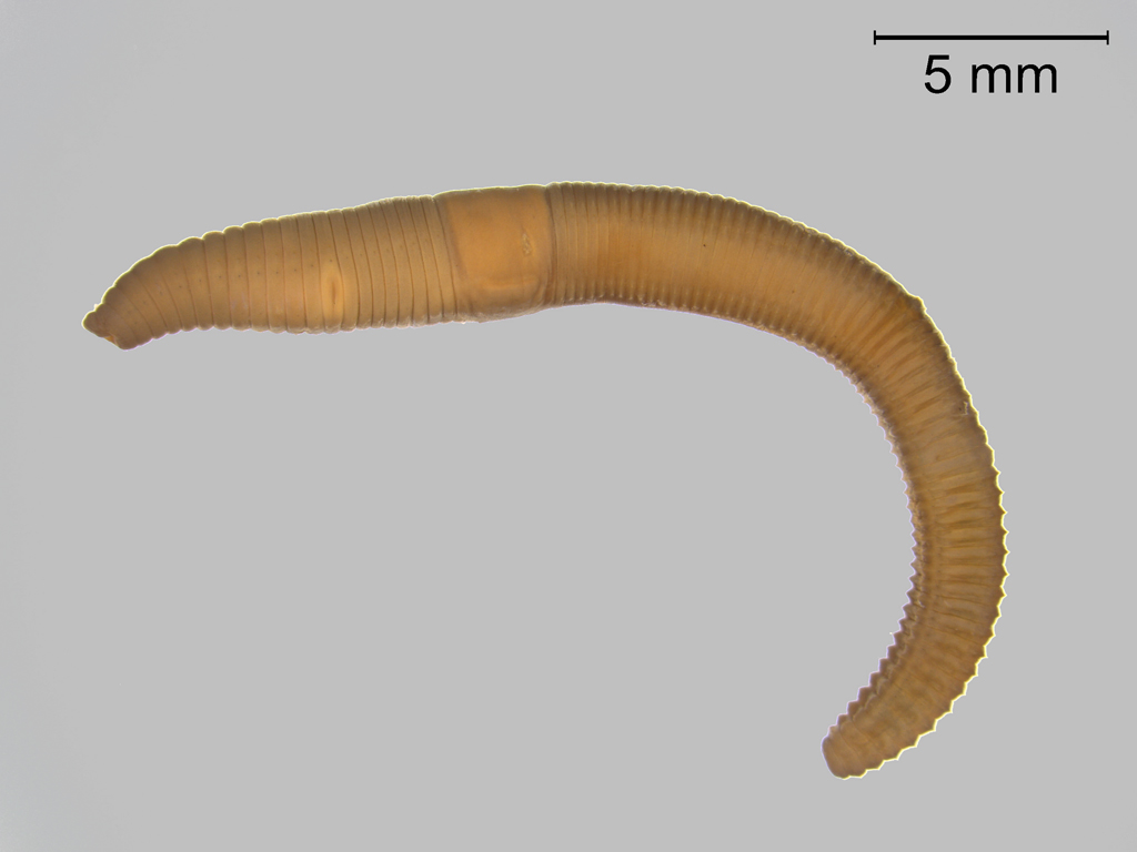 Eiseniella tetraedra